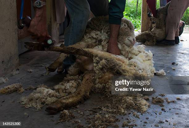 16 Kashmir Animal Husbandry Department Photos and Premium High Res Pictures - Getty Images 16 Kashmir Animal Husbandry Department Photos and Premium High Res Pictures - Getty Images