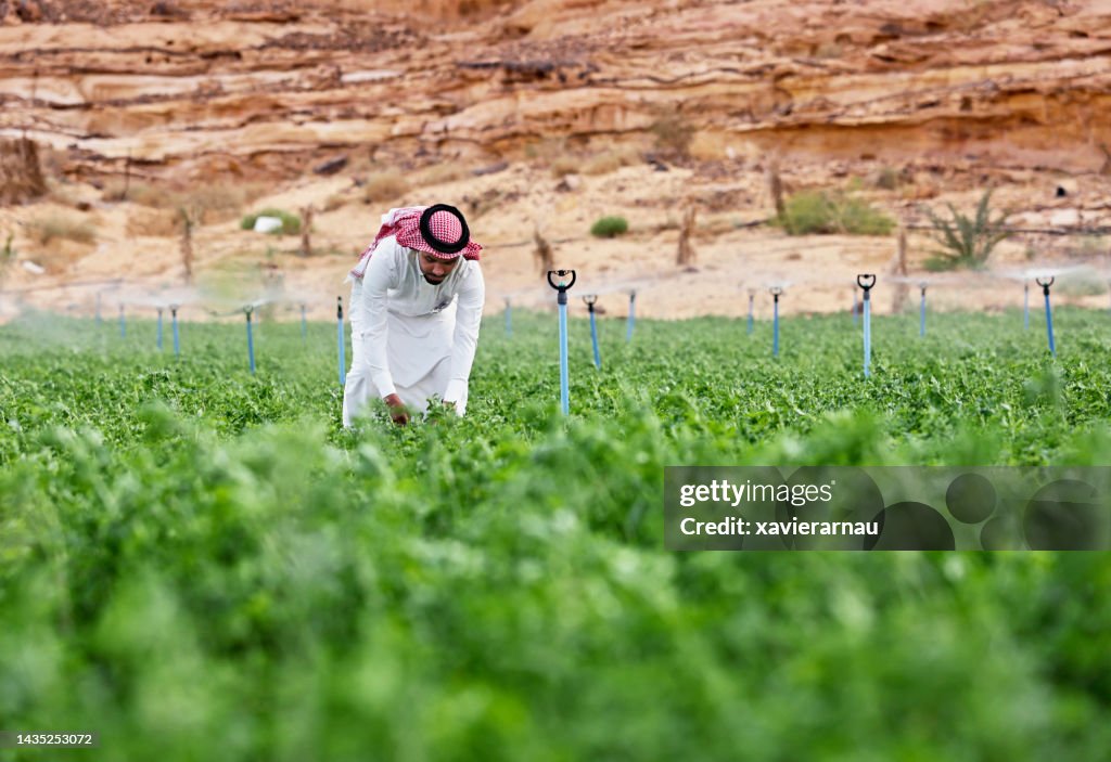 Junger saudischer Bauer prüft Alfalfa-Pflanzen