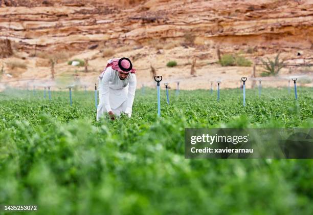 young saudi farmer checking alfalfa plants - saudi arabia stock pictures, royalty-free photos & images