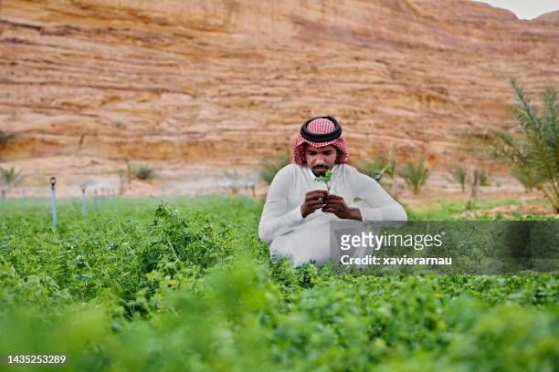 retrato sincero de agricultor saudita cuidando de alfafa - un food and agriculture organization - fotografias e filmes do acervo