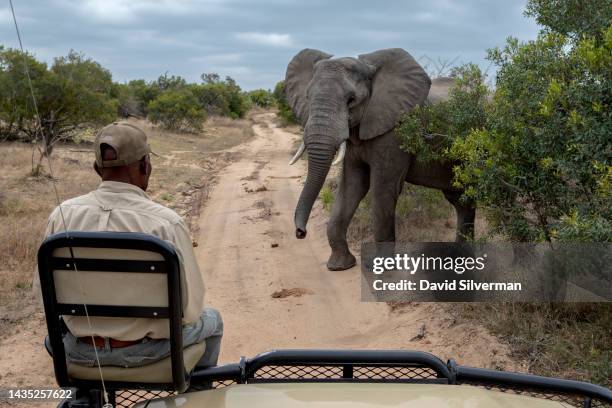 Game tracker keeps an eye on an elephant crossing the road ahead during a game drive in the Sabi Sands nature reserve on October 10, 2022 in...