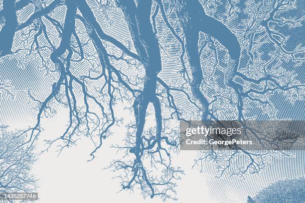stockillustraties, clipart, cartoons en iconen met looking up at oak tree branches and sky - kikvors perspectief