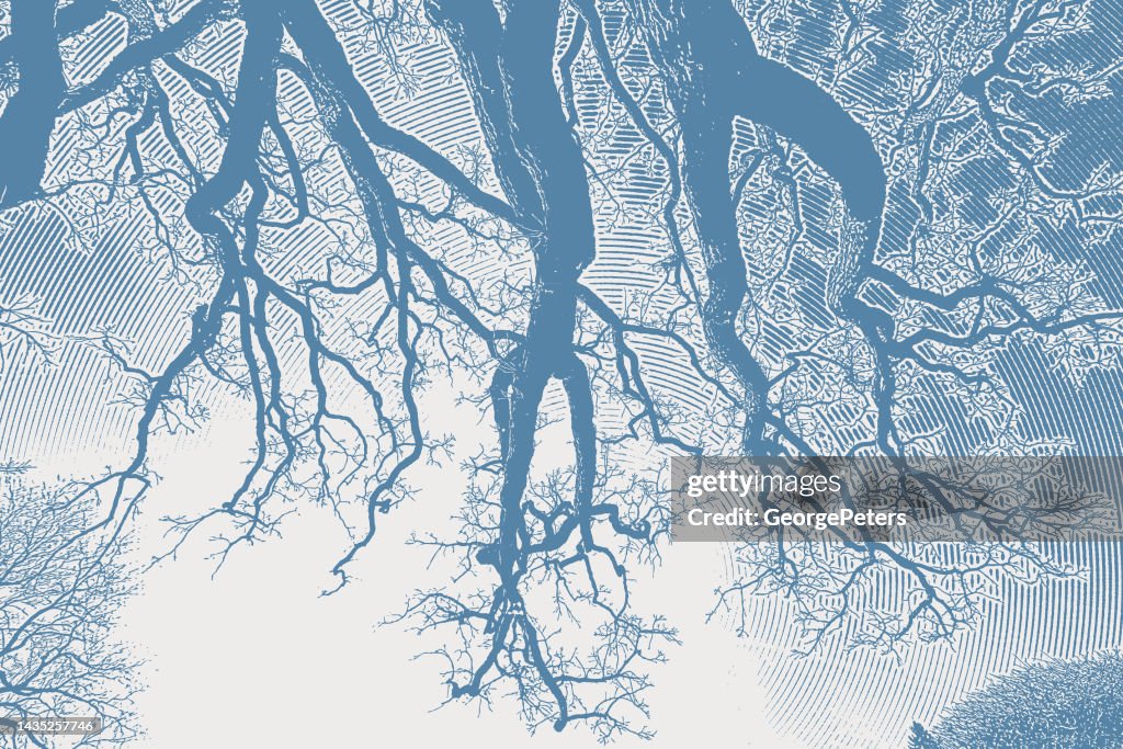 Looking Up At Oak Tree Branches and Sky