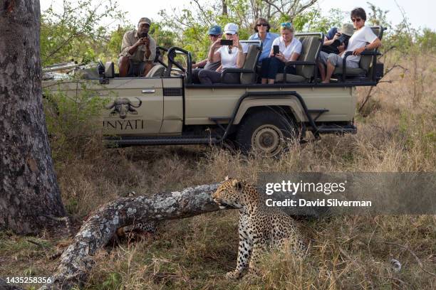 Tourists on a game drive watch a leopard standing by as her cub feeds on an impala close to their 4x4 vehicle in the Sabi Sands nature reserve on...