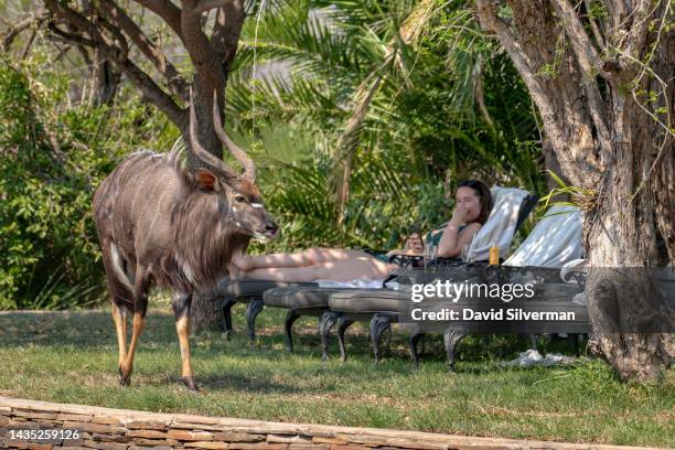 Tourist watches grazing Nyala as she relaxes at the pool at the Inyati game lodge in the Sabi Sands nature reserve on October 9, 2022 in Mpumalanga,...