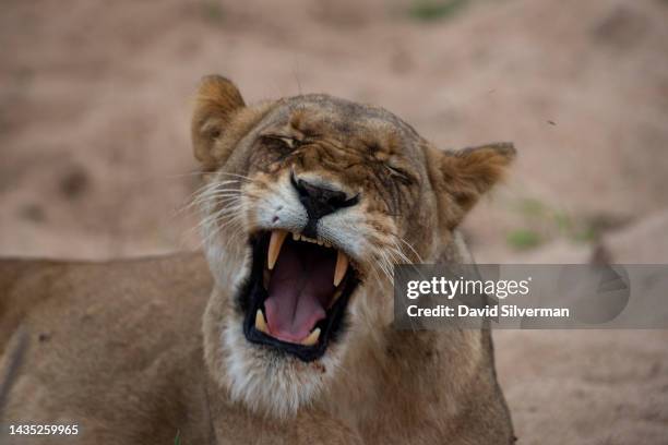 Lioness yawns in front of visitors on a game drive, unseen, in the Sabi Sands nature reserve on October 10, 2022 in Mpumalanga, South Africa. The...