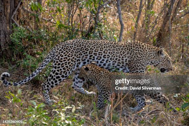 Female leopard passes her cub as they head to their hide in the Sabi Sands nature reserve on October 11, 2022 in Mpumalanga, South Africa. The...