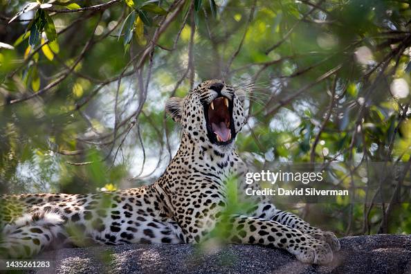Leopard Awake A leopard wakes up from her nap in her hide in the Sabi Sands nature ...