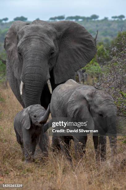 Female elephant follows two calves as their herd grazes in the Sabi Sands nature reserve on October 10, 2022 in Mpumalanga, South Africa. The...