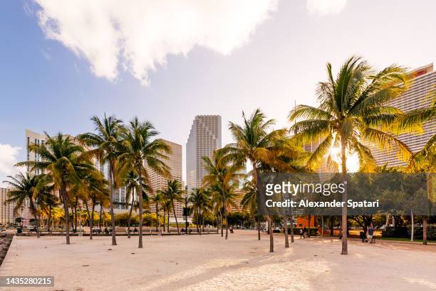 skyscrapers and palm trees in miami downtown at sunset, florida, usa - miami business imagens e fotografias de stock