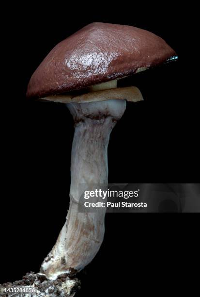 suillus luteus (slippery jack, sticky bun) - mycologie stock pictures, royalty-free photos & images