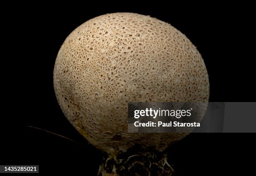Scleroderma areolatum (earth ball, leopard earthball, leopard-spotted earthball) Scleroderma areolatum (earth ball, leopard earthball, leopard-spotted earthball)