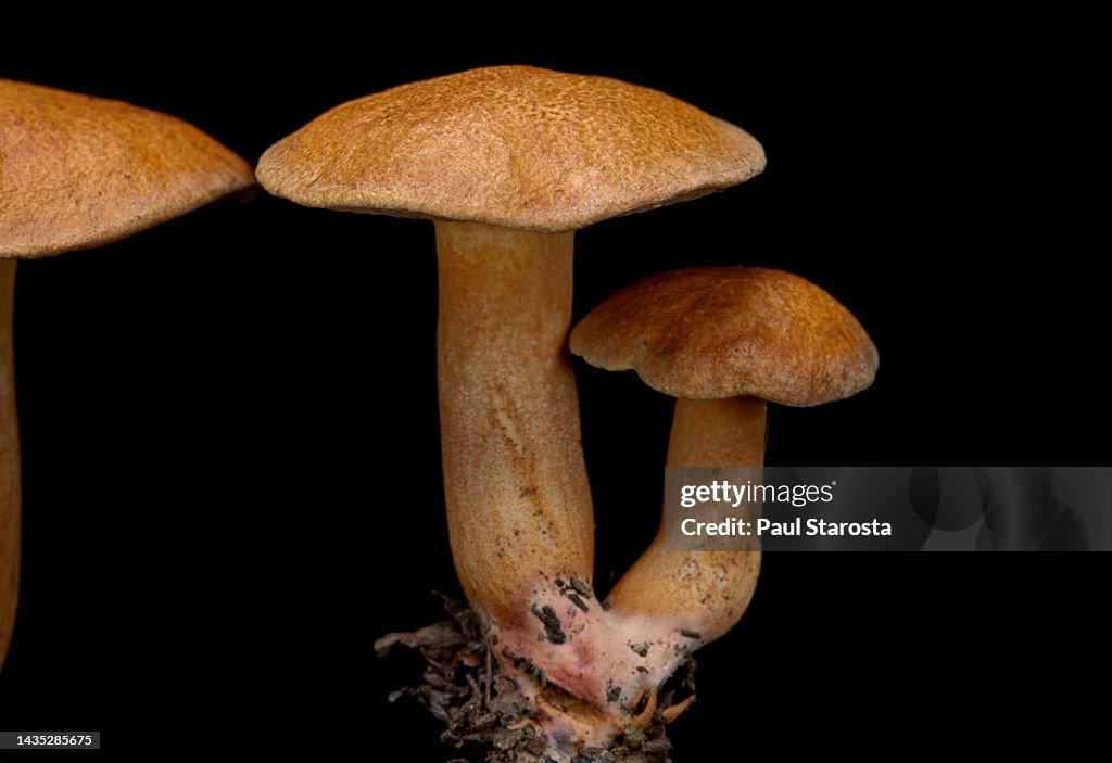Suillus bovinus (Jersey cow mushroom, bovine bolete)
