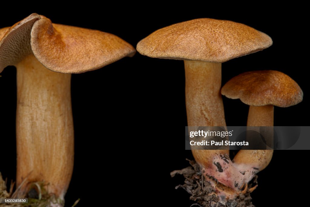 Suillus bovinus (Jersey cow mushroom, bovine bolete)