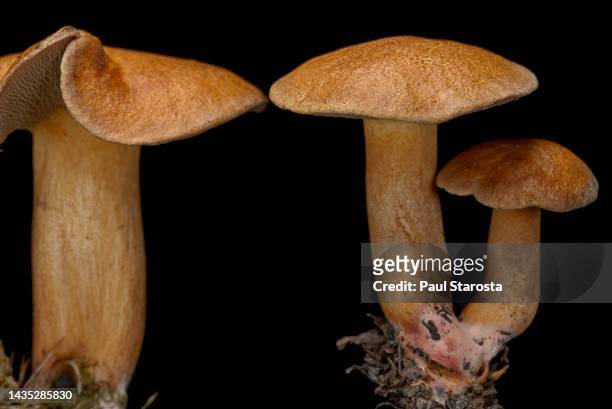suillus bovinus (jersey cow mushroom, bovine bolete) - mycologie stock pictures, royalty-free photos & images
