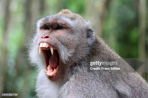 long-tailed macaque (macaca fascicularis),sacred monkey forest sanctuary, ubud, bali - macaque stock pictures, royalty-free photos & images
