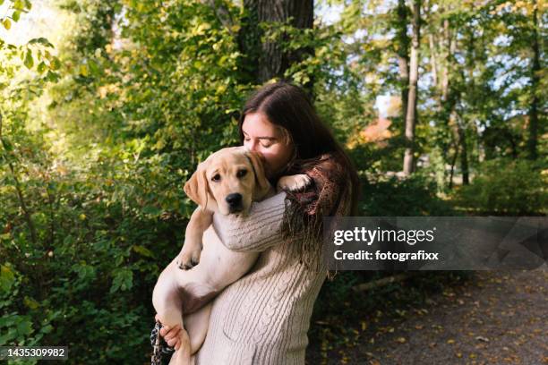 junge frau mit labrador-welpe im arm - labrador stock-fotos und bilder