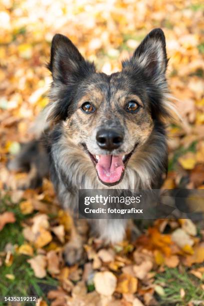 flauschiger mischlingshund schaut in die kamera - leaflitter stock-fotos und bilder