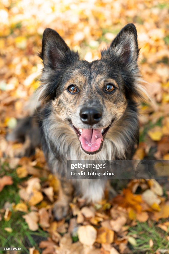 Fluffy mixed-breed dog looks at camera