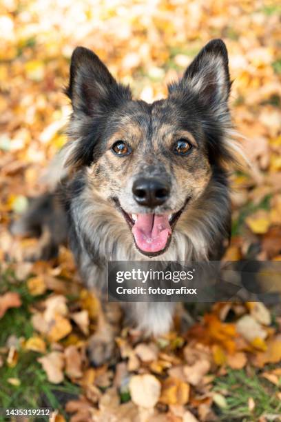 fluffy mixed-breed dog looks at camera - mixed breed dog stock pictures, royalty-free photos & images