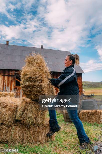 strong caucasian woman lifting a large bale of hay onto a stack on a small town family-owned ranch in colorado, usa - mt wilson colorado stock pictures, royalty-free photos & images