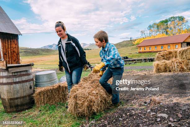 mother and young pre-teen son working together to move bales of hay on a small town family-owned ranch in colorado, usa - mt wilson colorado stock pictures, royalty-free photos & images