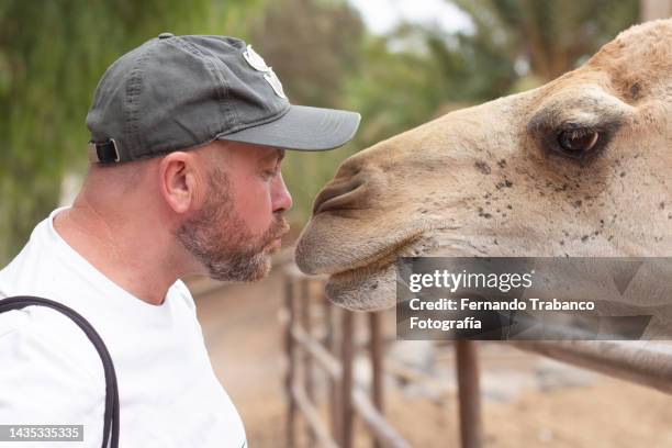 man and camel kissing - corcunda imagens e fotografias de stock