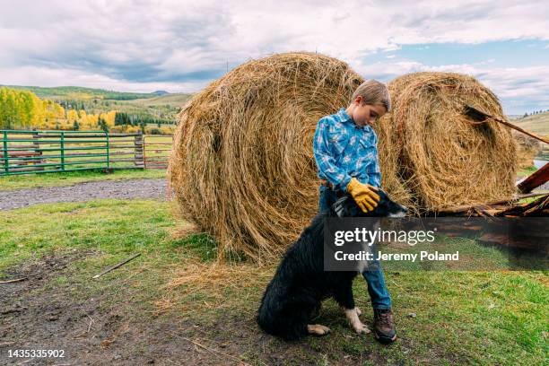 copy space wide angle portrait of a cute stoic male caucasian rancher child wearing a button down shirt and work gloves standing in front of a large circular bale of hay petting the family cow dog on a small town family-owned ranch in colorado, usa - ranch house stock pictures, royalty-free photos & images