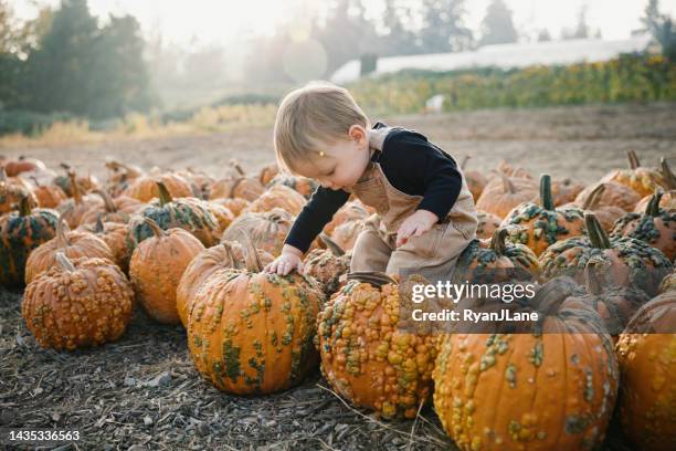 family picking pumpkins at local farm - oktober stock pictures, royalty-free photos & images