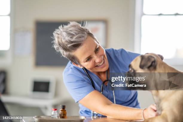 veterinario che conforta un cane - prodotti per animali domestici foto e immagini stock