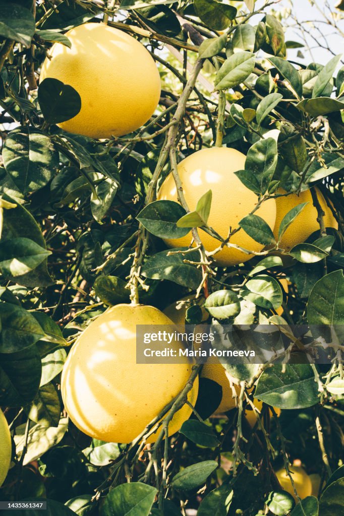 Pomelo fruits on the tree.