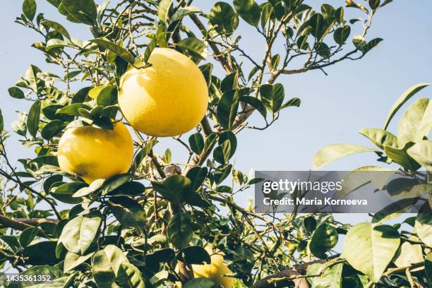 Shaddock Fruit Photos and Premium High Res Pictures - Getty Images