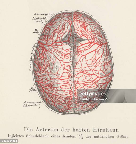 old chromolithograph illustration of human circulatory system - arteries of the hard meninges or dura mater - círculo de willis - fotografias e filmes do acervo