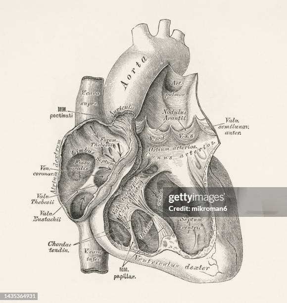 old engraved illustration of anatomy of human heart - cross section of the heart - coronary arteries diagram stockfoto's en -beelden