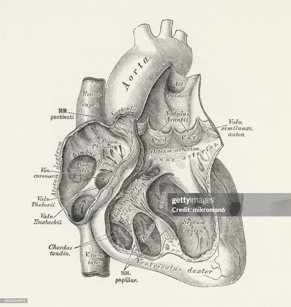 Old engraved illustration of anatomy of Human Heart - cross section of the heart