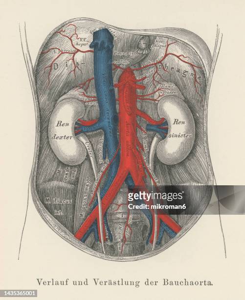 old chromolithograph illustration of human circulatory system - the abdominal aorta and its branches - human artery fotografías e imágenes de stock