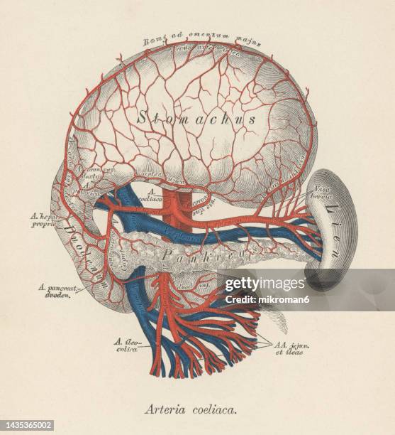 old chromolithograph illustration of human circulatory system - celiac artery - human-digestive-system-diagram stock-fotos und bilder