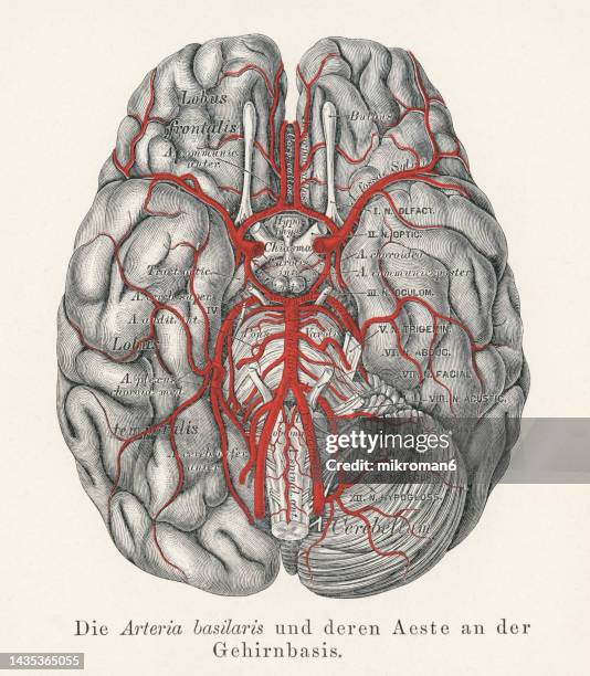 old chromolithograph illustration of vascular supply of the human brain (circle of willis or circulus arteriosus) - brain segment stock-fotos und bilder