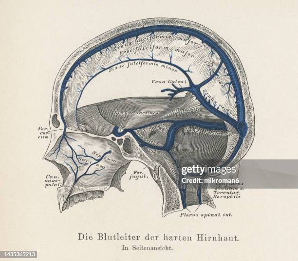 old engraved illustration of blood vessels of the dura mater - hersenvliezen stockfoto's en -beelden