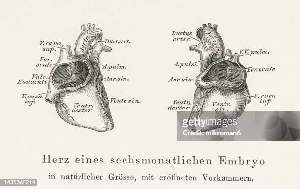 old engraved illustration of anatomy of human heart - heart of a six month embryo - valvola umana foto e immagini stock