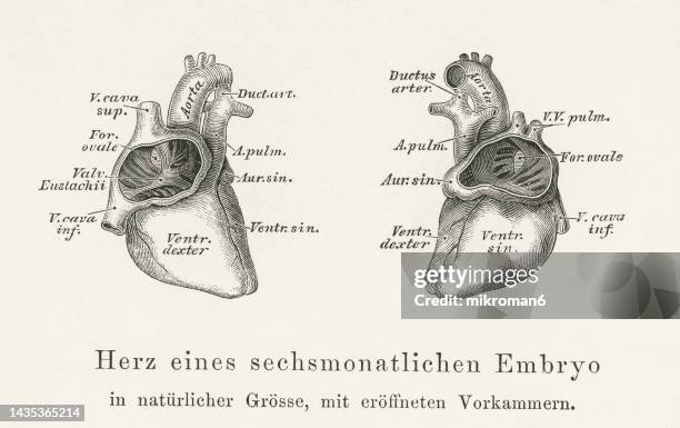 old engraved illustration of anatomy of human heart - heart of a six month embryo - anatomical valve stock pictures, royalty-free photos & images