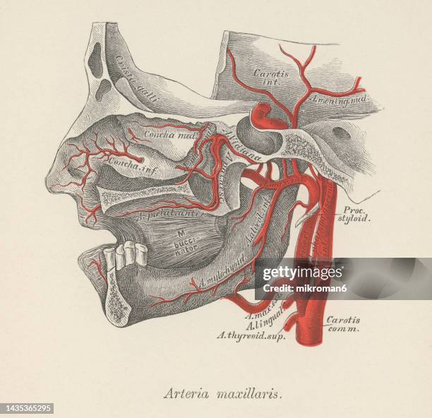 old chromolithograph illustration of human circulatory system - the maxillary artery - maxillary artery stockfoto's en -beelden