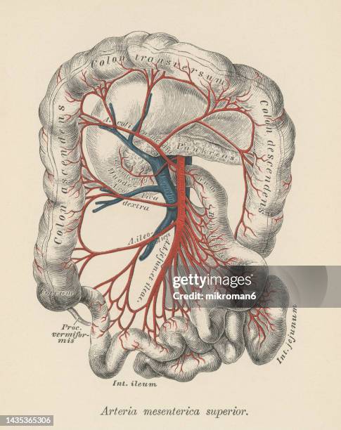 Mesenteric Artery Photos and Premium High Res Pictures - Getty Images