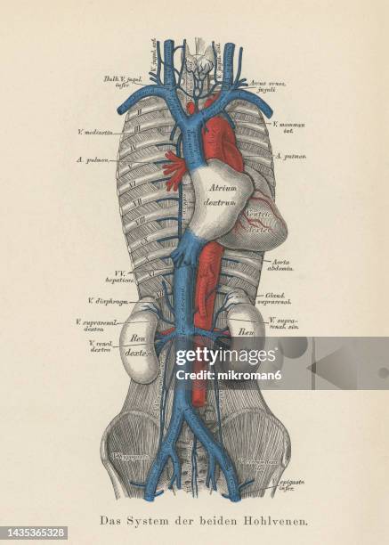 old chromolithograph illustration of human circulatory system - - human-digestive-system-diagram stock-fotos und bilder