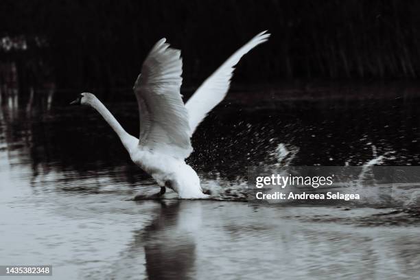 danube delta - andreea selagea stock pictures, royalty-free photos & images