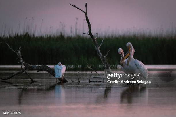 danube delta - andreea selagea stock-fotos und bilder