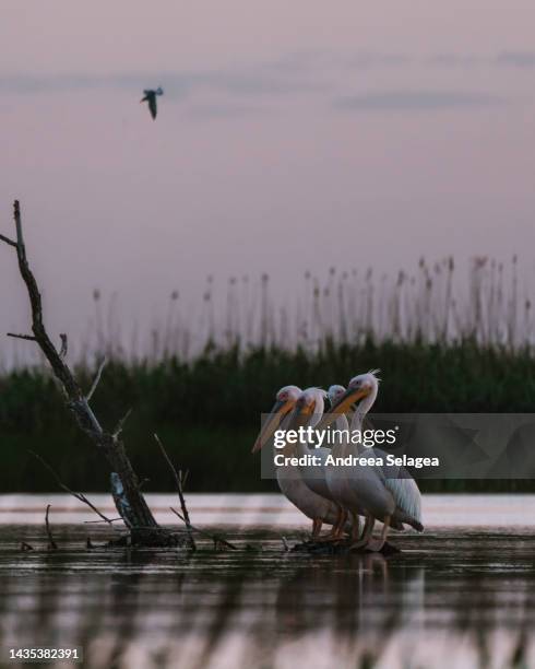 danube delta - andreea selagea stock-fotos und bilder