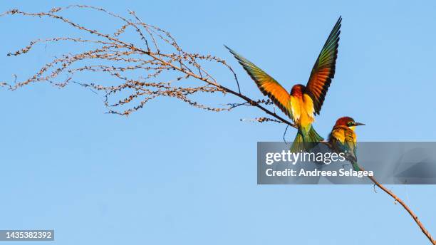 danube delta - andreea selagea stock pictures, royalty-free photos & images