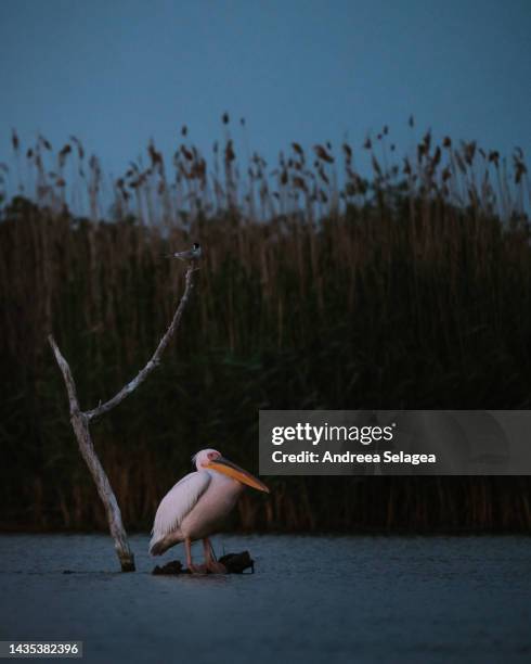 danube delta - andreea selagea stock-fotos und bilder