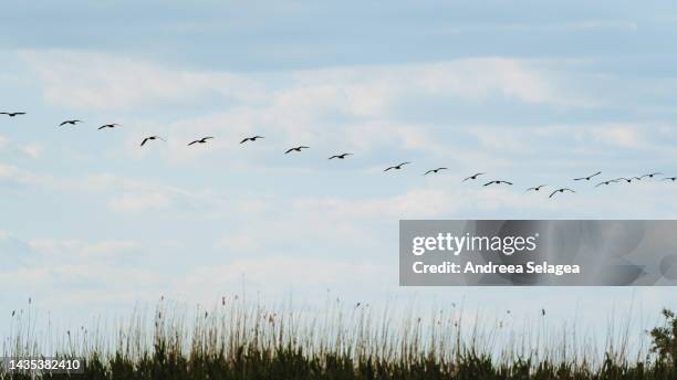 danube delta - andreea selagea stock-fotos und bilder